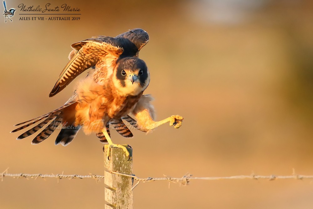 Australian Hobby - ML204946721