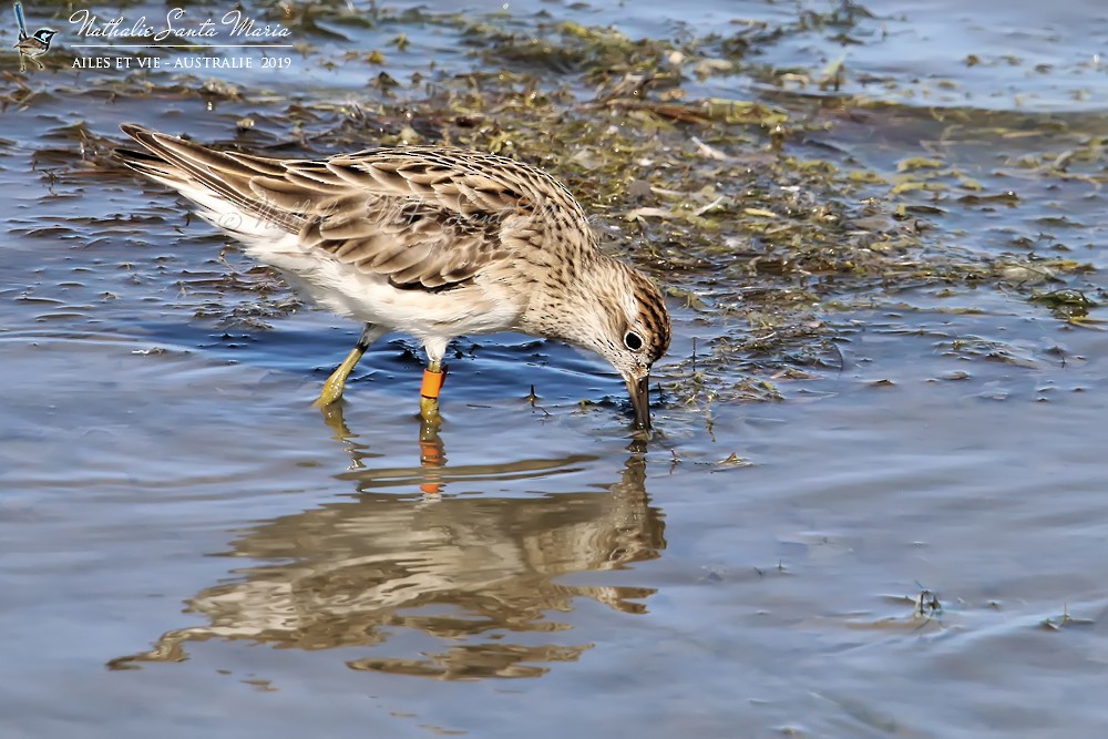 Sharp-tailed Sandpiper - ML204946731