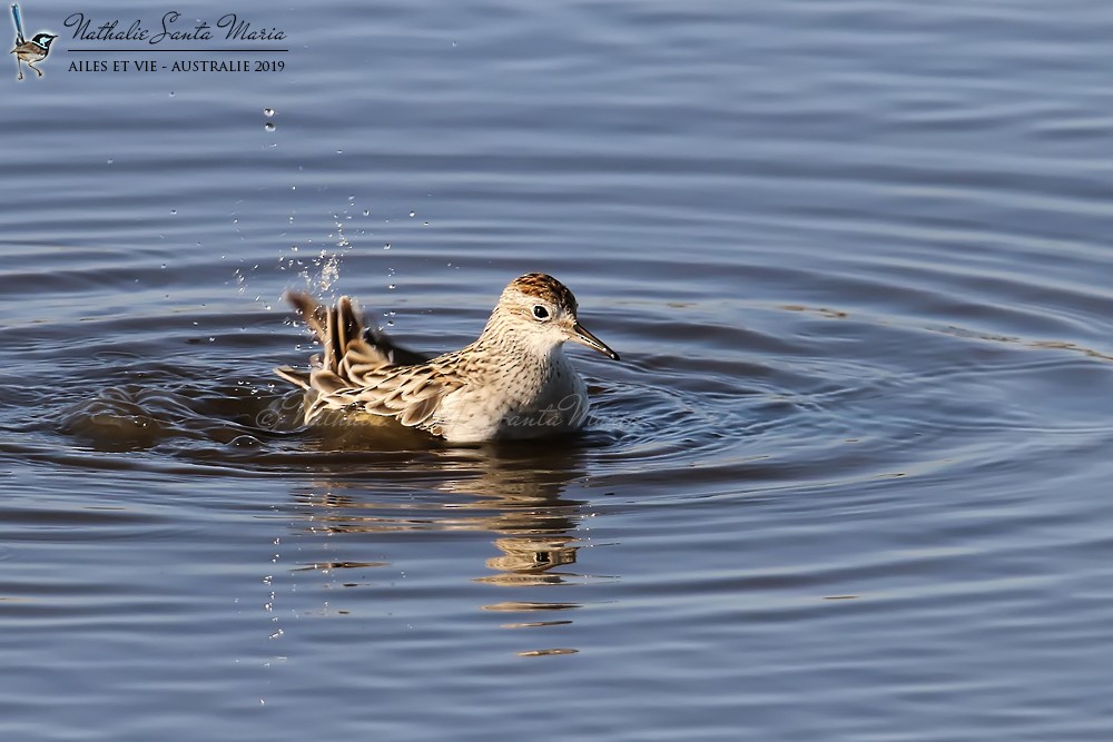 Sharp-tailed Sandpiper - ML204946741