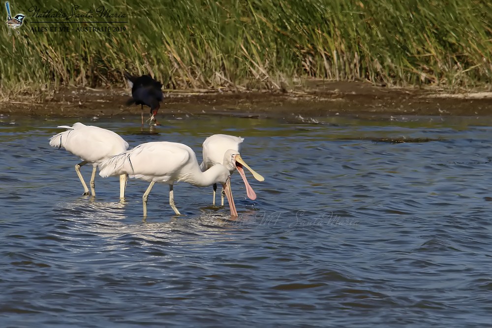 Yellow-billed Spoonbill - ML204946761