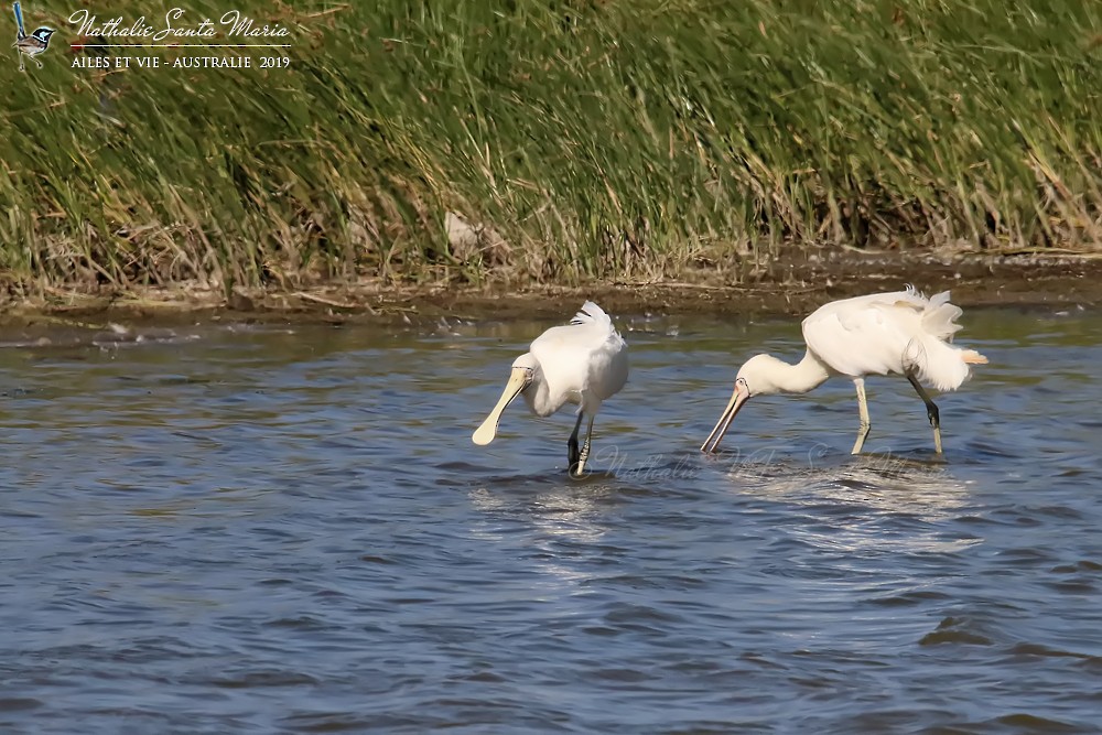 Yellow-billed Spoonbill - ML204946771