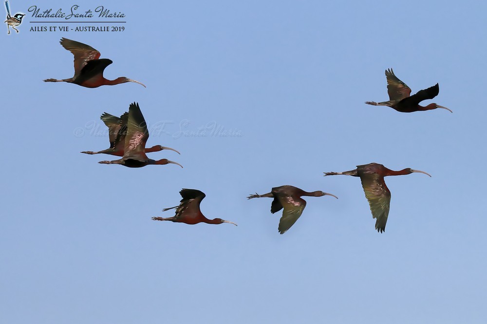 ibis hnědý - ML204946781