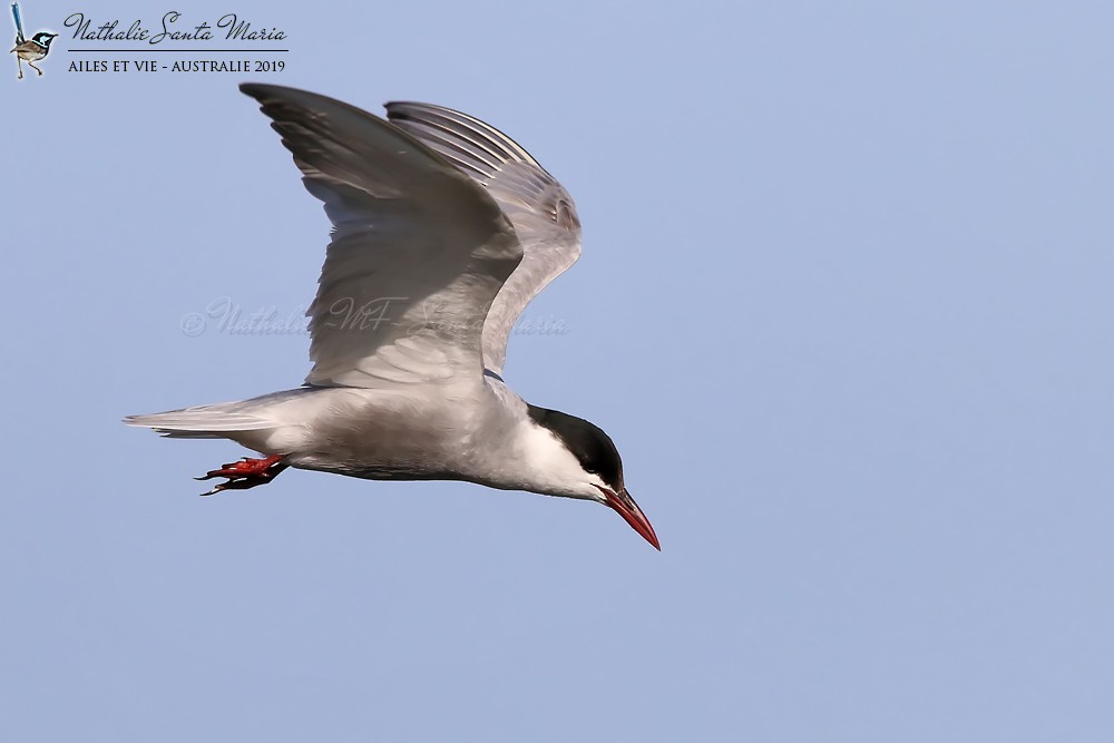 Whiskered Tern - ML204946791