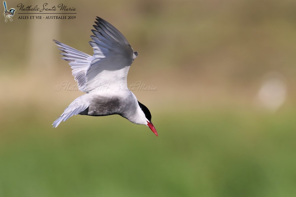 Whiskered Tern - ML204946801