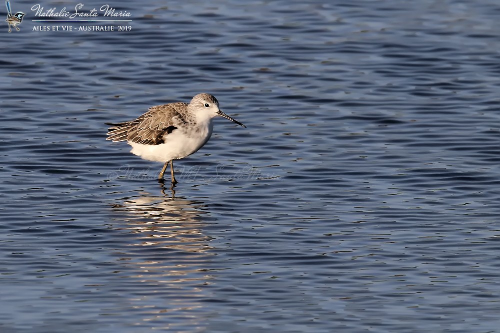 Marsh Sandpiper - ML204946821