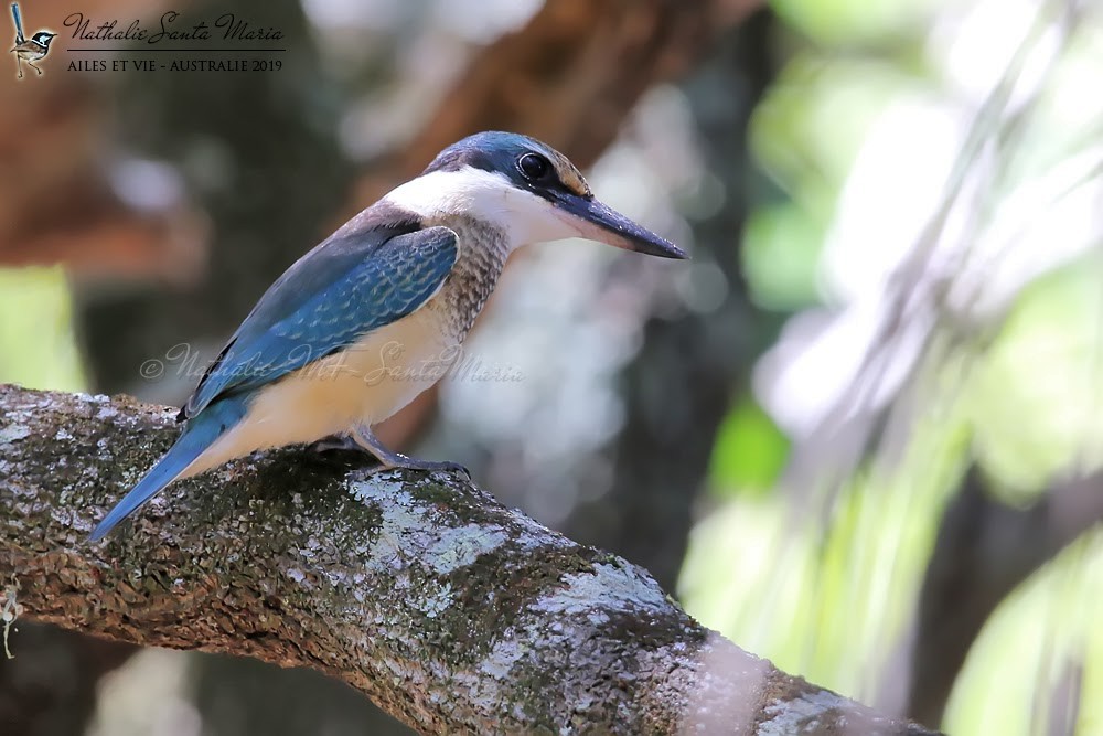 Sacred Kingfisher (Australasian) - ML204947011