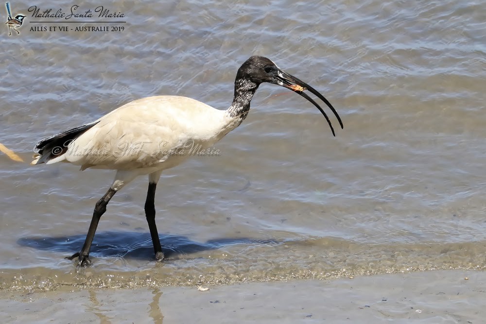 ibis australský - ML204947041