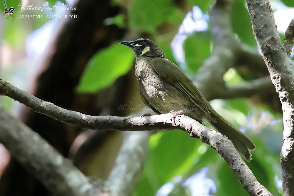 Lewin's Honeyeater - ML204947071