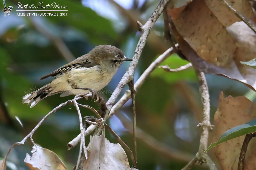 Brown Gerygone - ML204947081