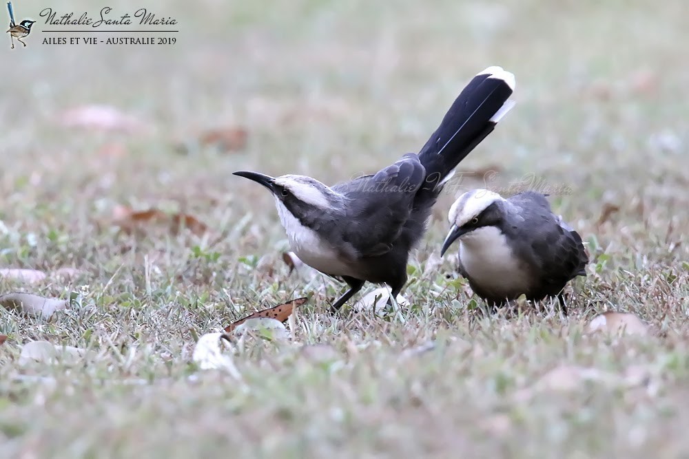 Gray-crowned Babbler - ML204947141