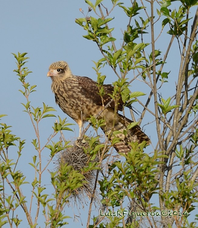 Yellow-headed Caracara - ML204947351