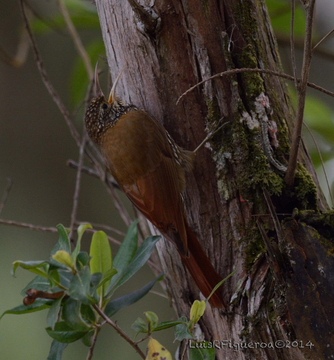 Montane Woodcreeper - ML204947431