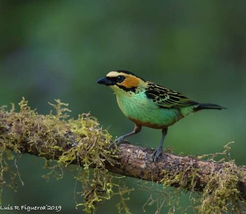 Golden-eared Tanager - Luis R Figueroa