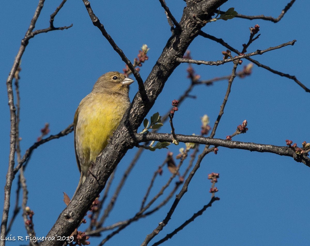 Black-chinned Siskin - ML204948181