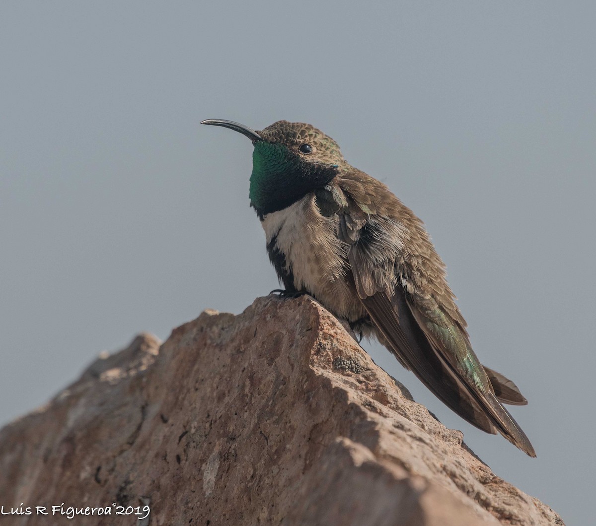 White-sided Hillstar - Luis R Figueroa