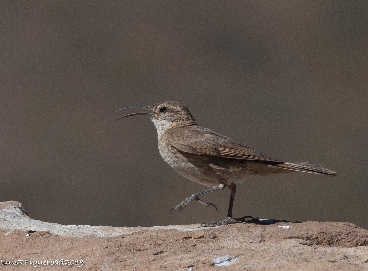 Scale-throated Earthcreeper - ML204948381