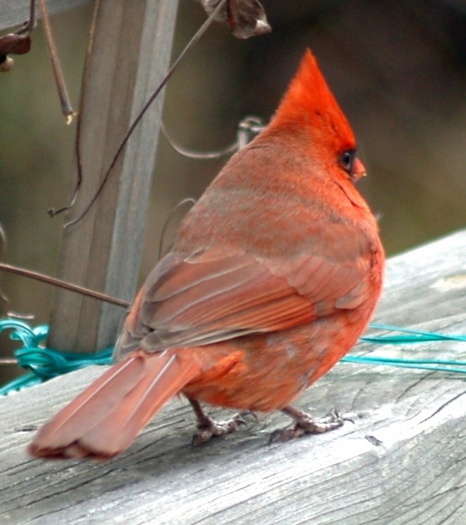 Cardinal rouge - ML204948561
