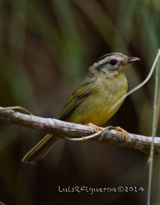 Paruline triligne (meridanus/bessereri) - ML204949481