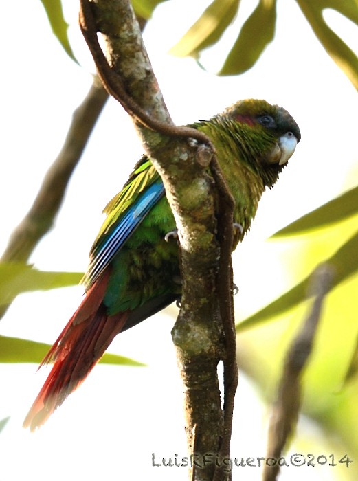 Red-eared Parakeet - ML204949551