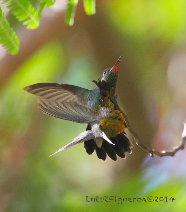 Glittering-throated Emerald - Luis R Figueroa