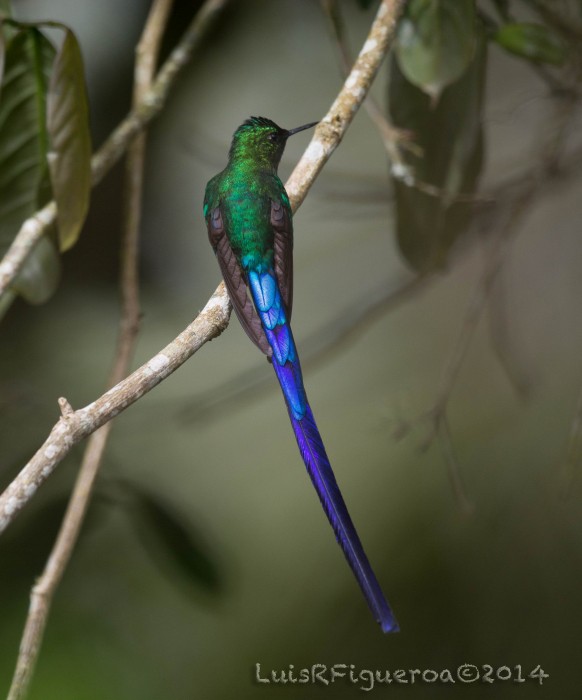 Long-tailed Sylph - ML204949901