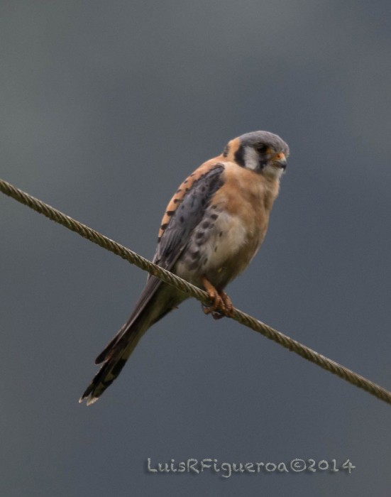 American Kestrel - ML204949921