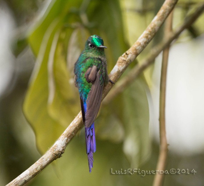 Long-tailed Sylph - ML204949931