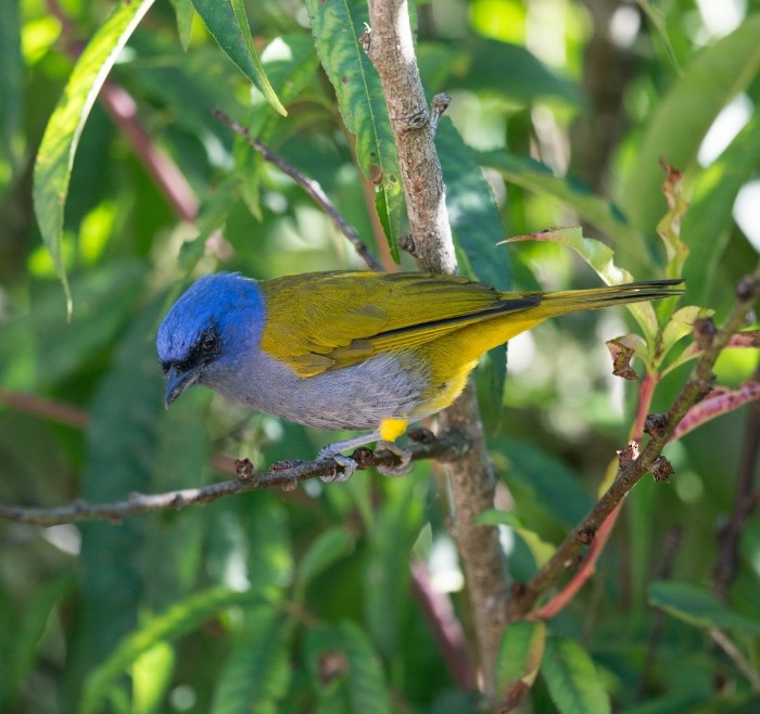 Blue-capped Tanager - ML204949951