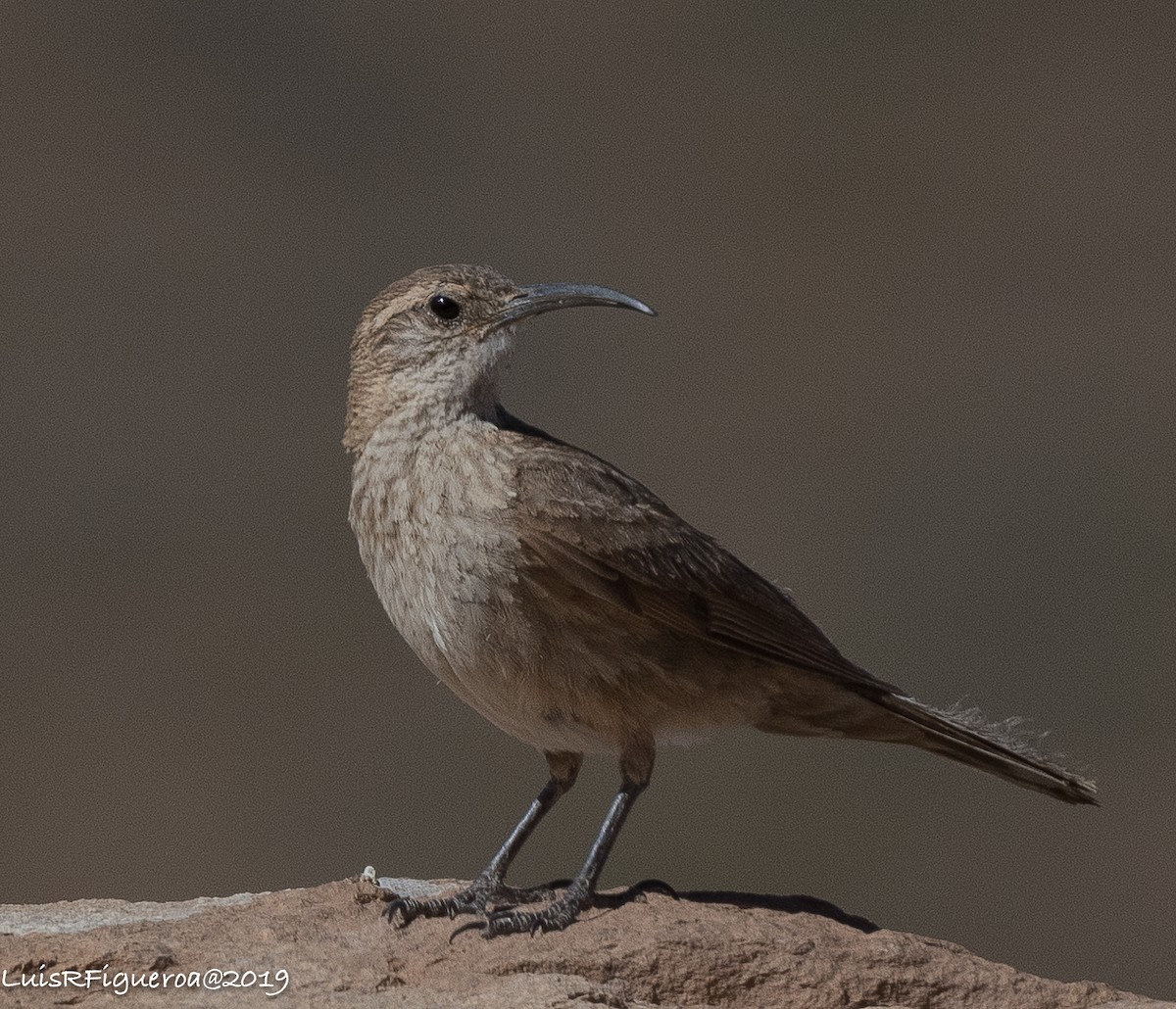 Scale-throated Earthcreeper - ML204949971