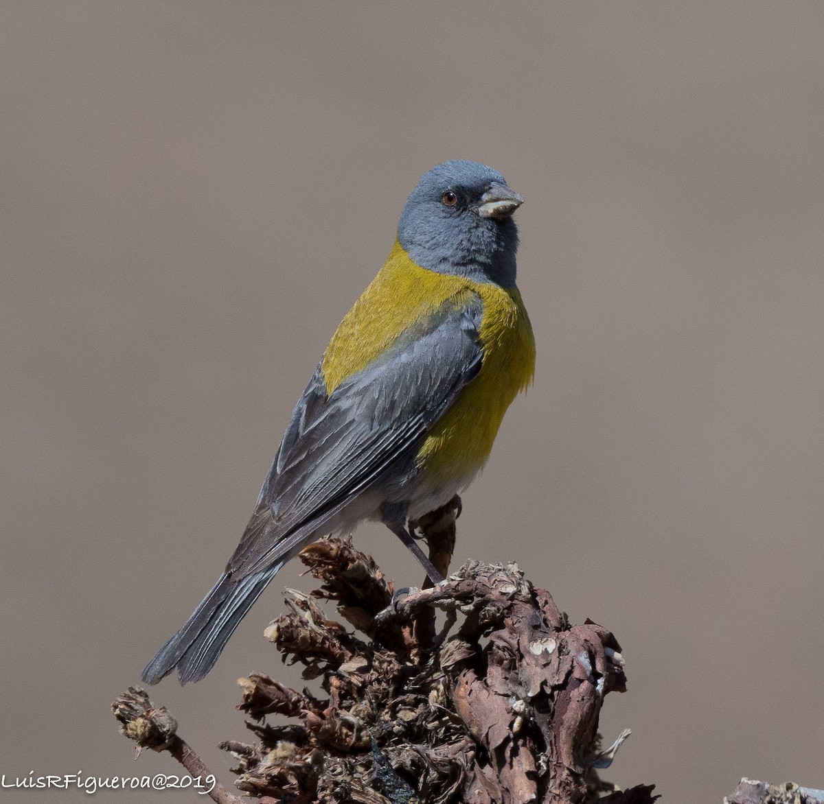 Gray-hooded Sierra Finch (gayi/caniceps) - ML204949991