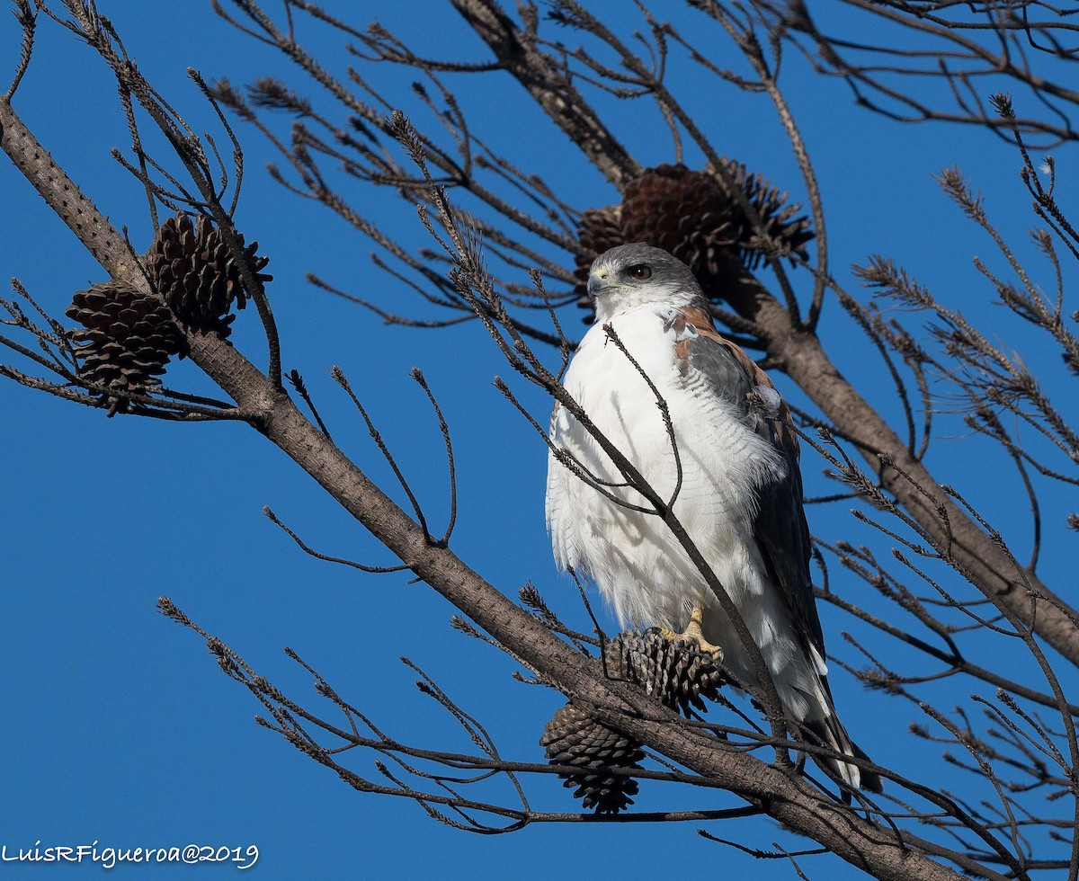 Variable Hawk (Variable) - ML204950001