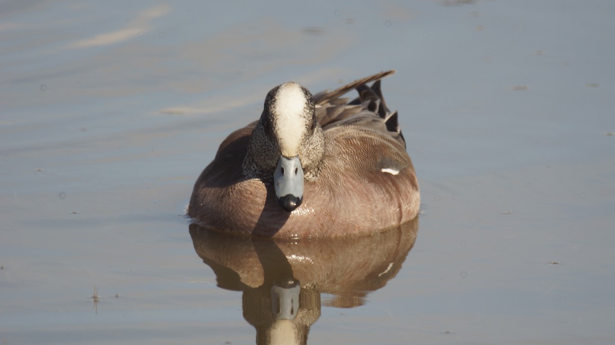 American Wigeon - ML204950611