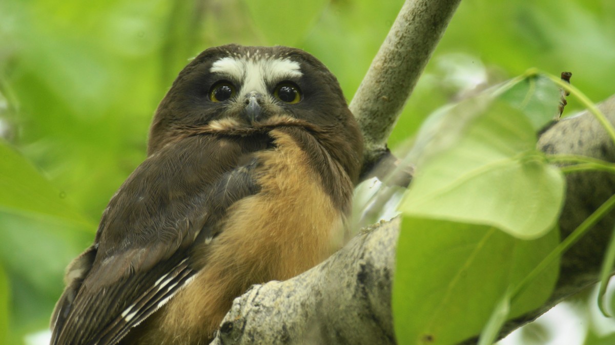 Northern Saw-whet Owl (acadicus) - Wayne Hall