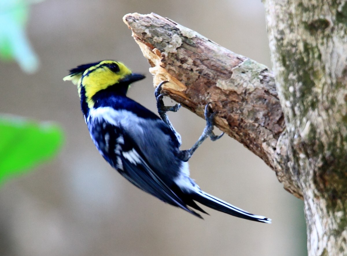 Yellow-cheeked Tit - ML204951371