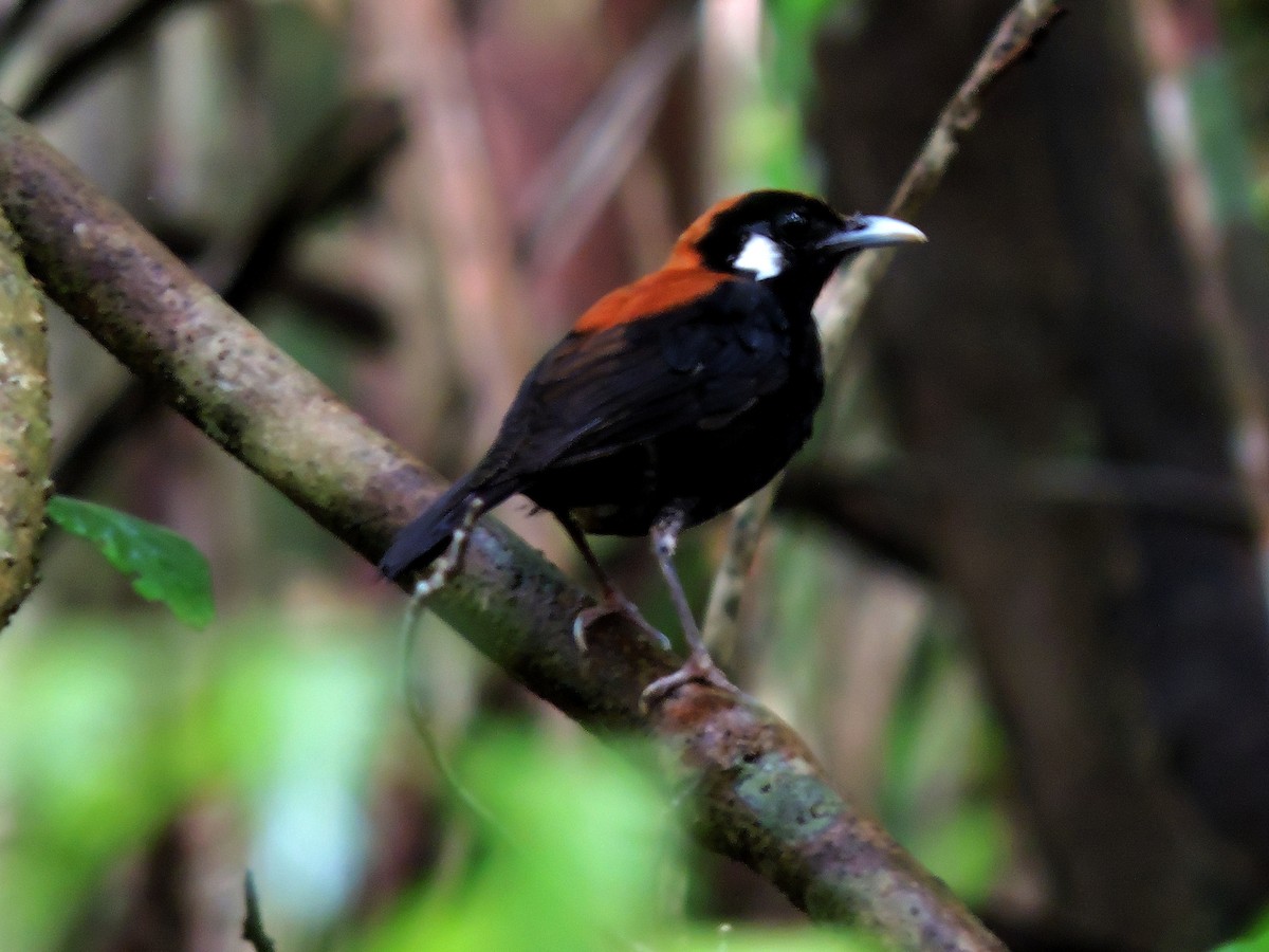 Red-and-black Thrush - ML204951751