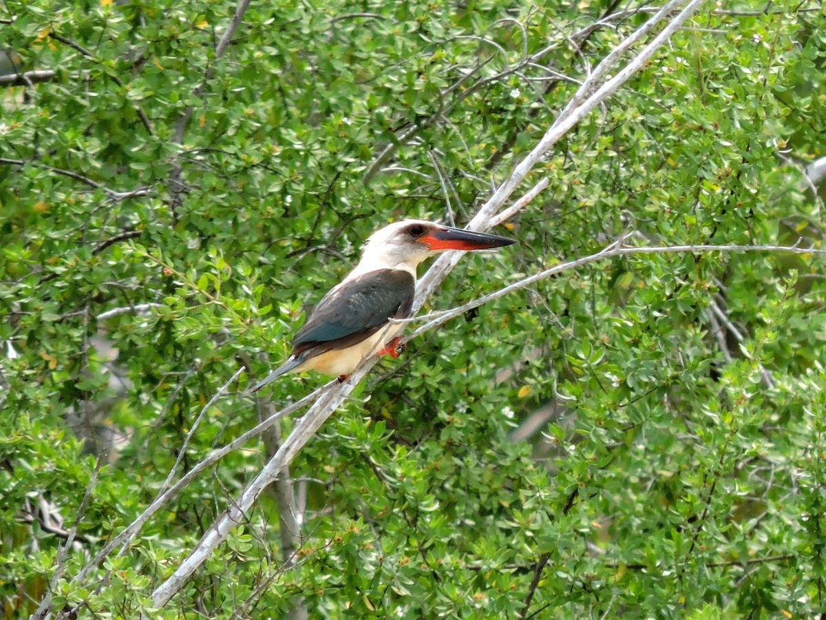 ledňáček šerohlavý - ML204951771