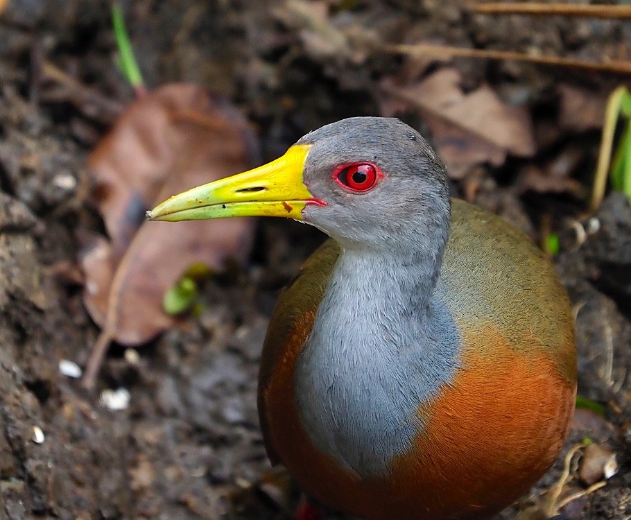 コンゴウモリクイナ（cajaneus） - eBird