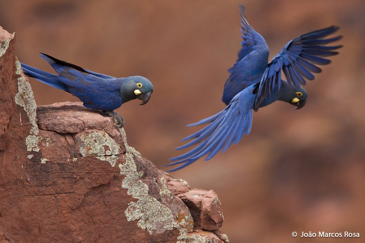 Indigo Macaw - João Marcos Rosa