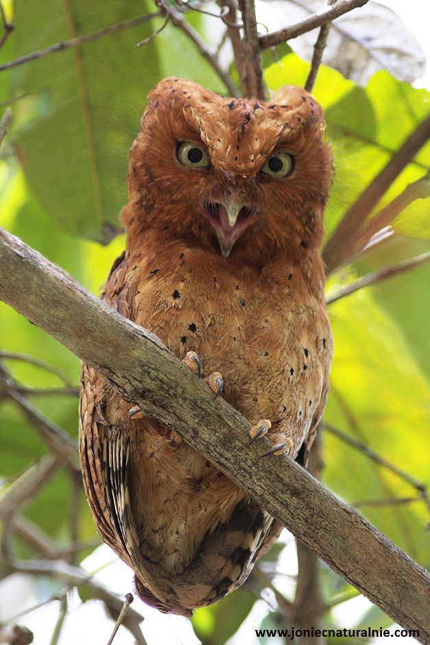 Sokoke Scops-Owl - ML204952561