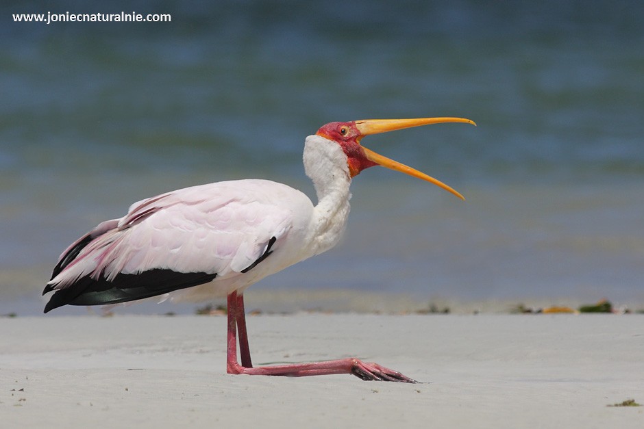 Yellow-billed Stork - ML204952571