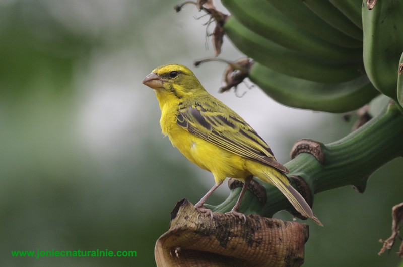 Brimstone Canary - ML204952581