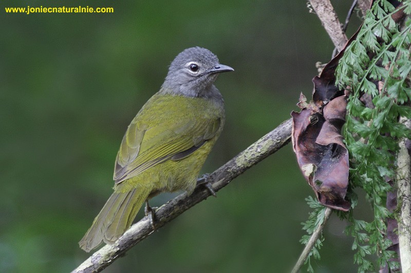 Western Mountain Greenbul - ML204952671
