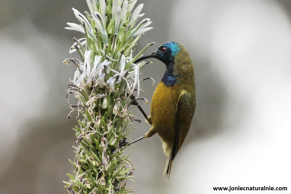 Cameroon Sunbird - ML204952681