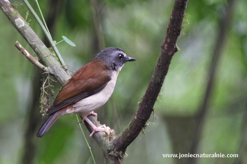 Brown-chested Alethe - ML204952691