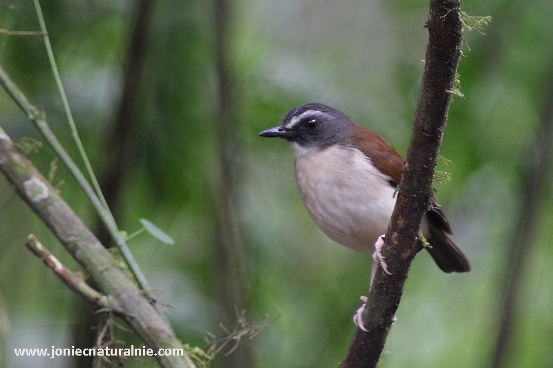 Brown-chested Alethe (Chestnut-backed) - ML204952701