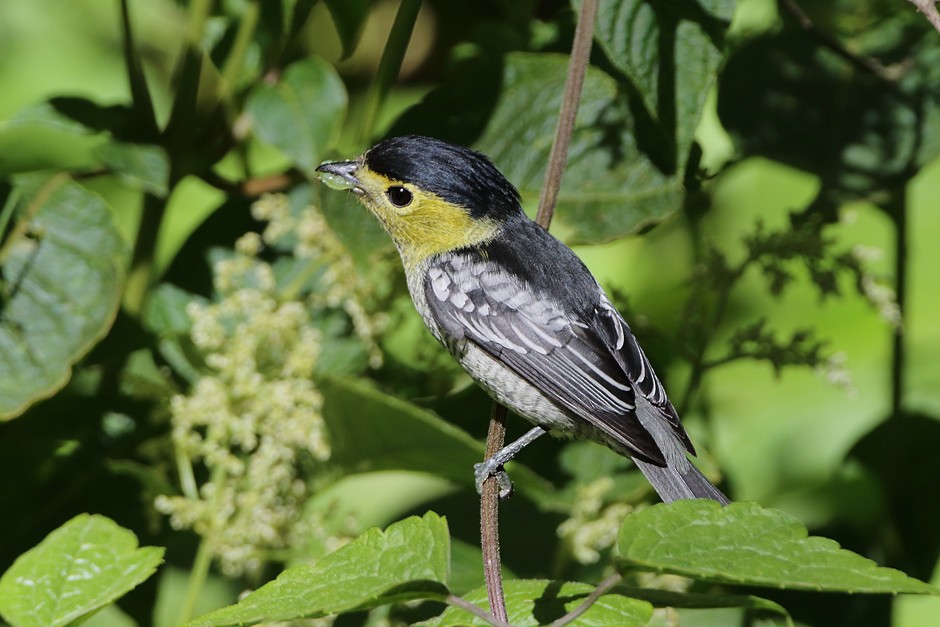 Barred Becard - ML204952721