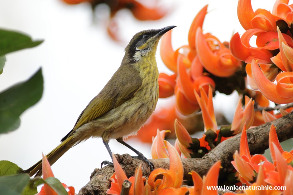 Varied Honeyeater - ML204952741