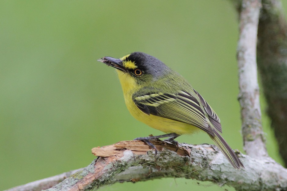 Gray-headed Tody-Flycatcher - ML204952761