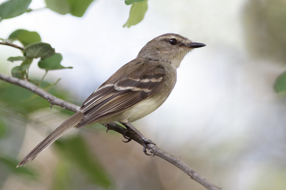 Fuscous Flycatcher - ML204952791