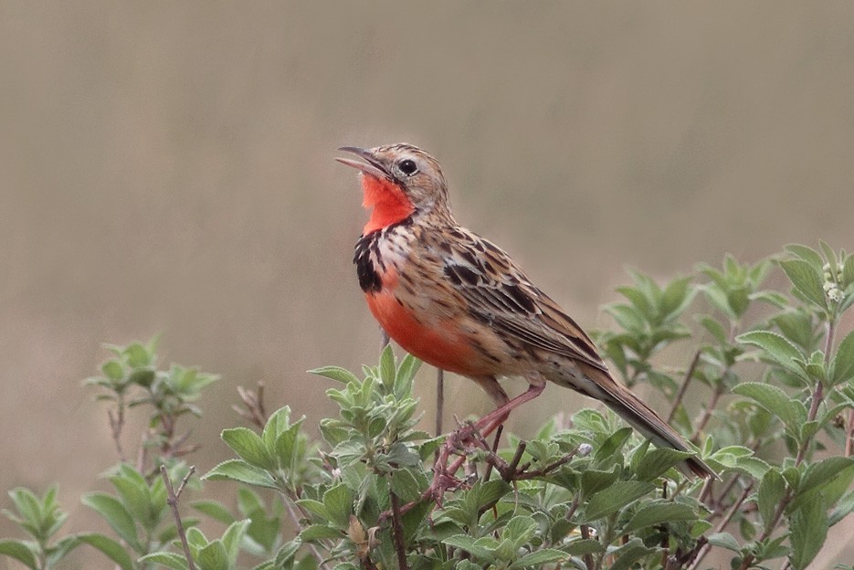 Rosy-throated Longclaw - ML204952831
